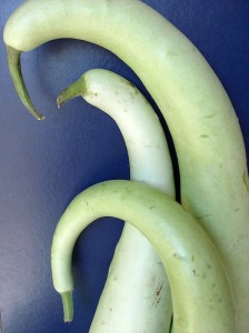 Zucchina lunga - Immagine presa da internet